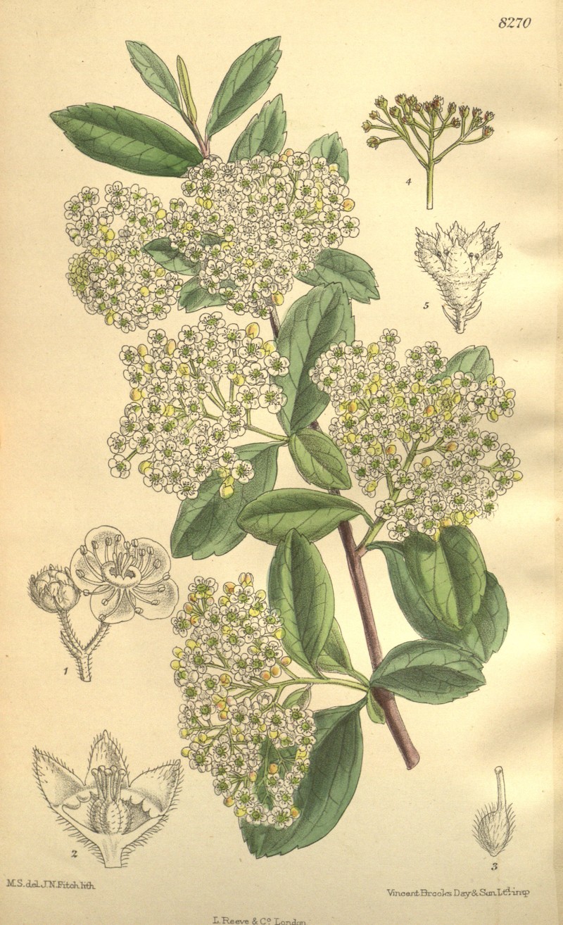 Spiraea henryi