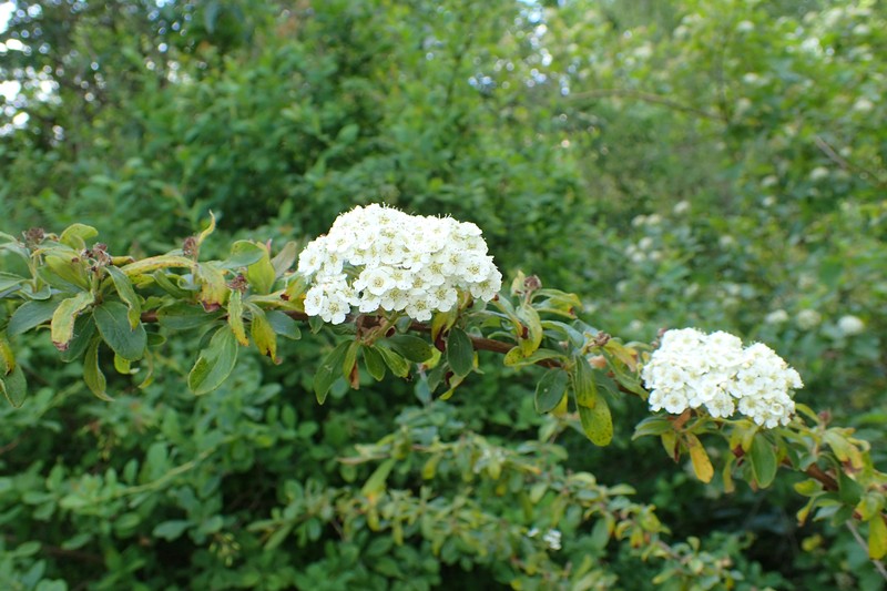 Spiraea henryi photo 4