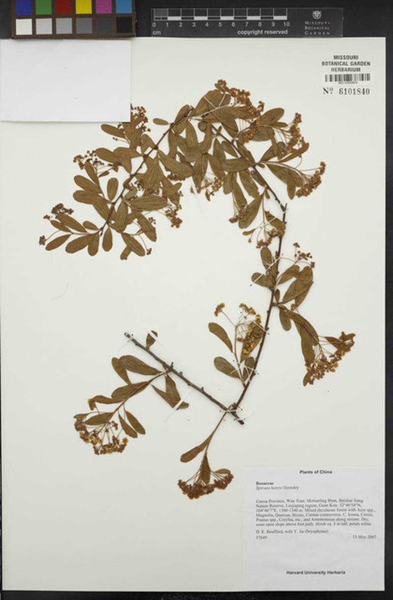 Spiraea henryi photo 5