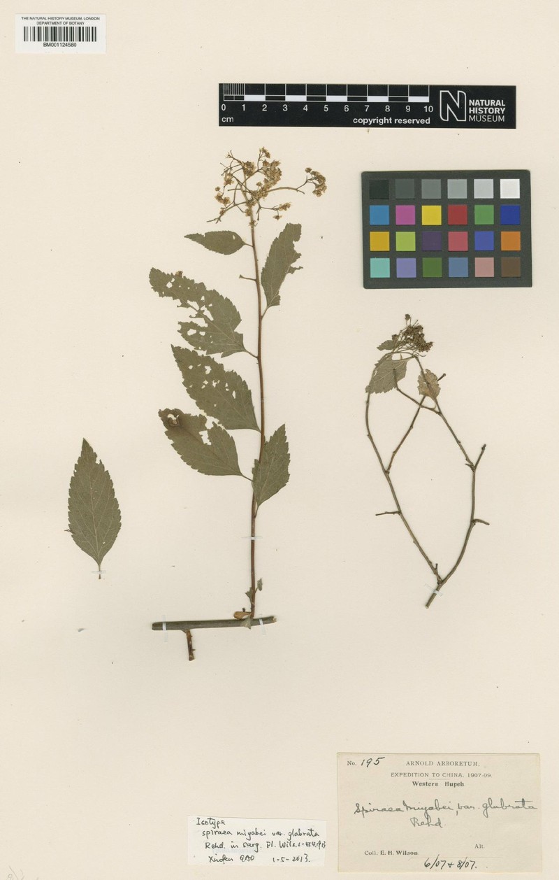 Spiraea hingshanensis
