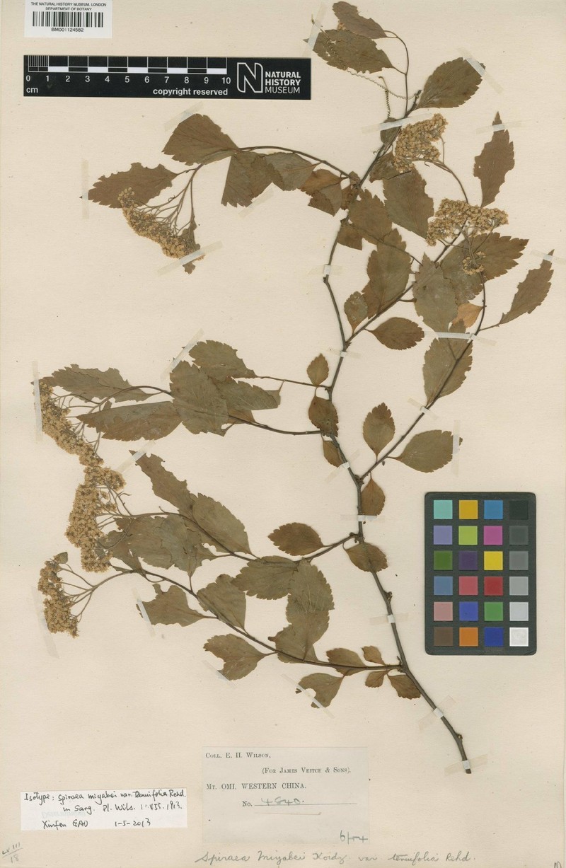 Spiraea hingshanensis photo 2
