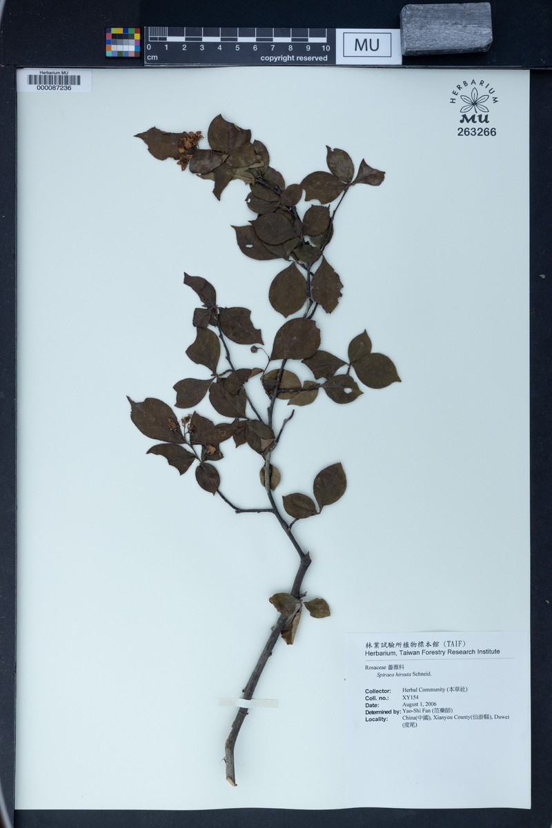 Spiraea hirsuta