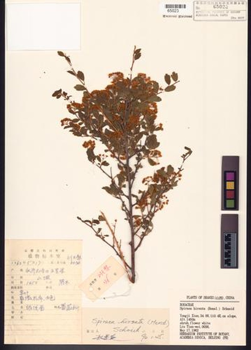 Spiraea hirsuta photo 2
