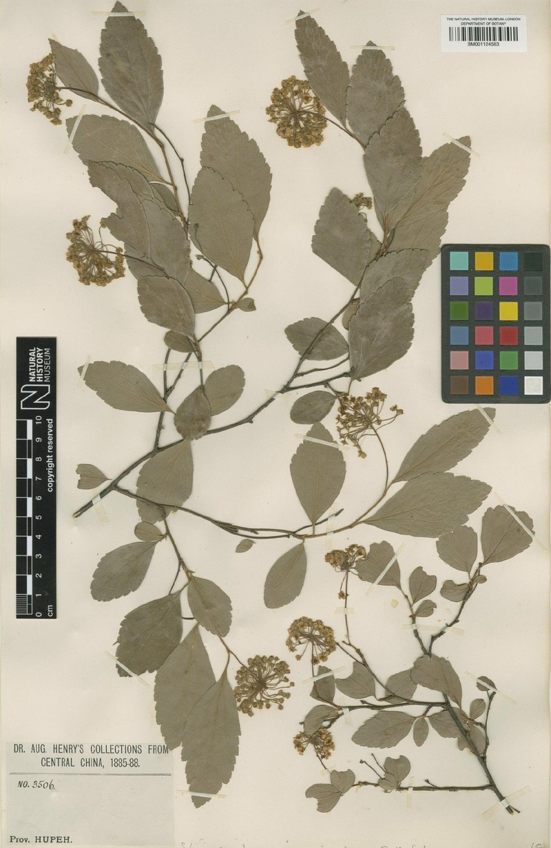 Spiraea hirsuta var. rotundifolia