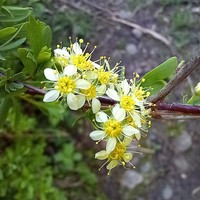 Iberian Spirea