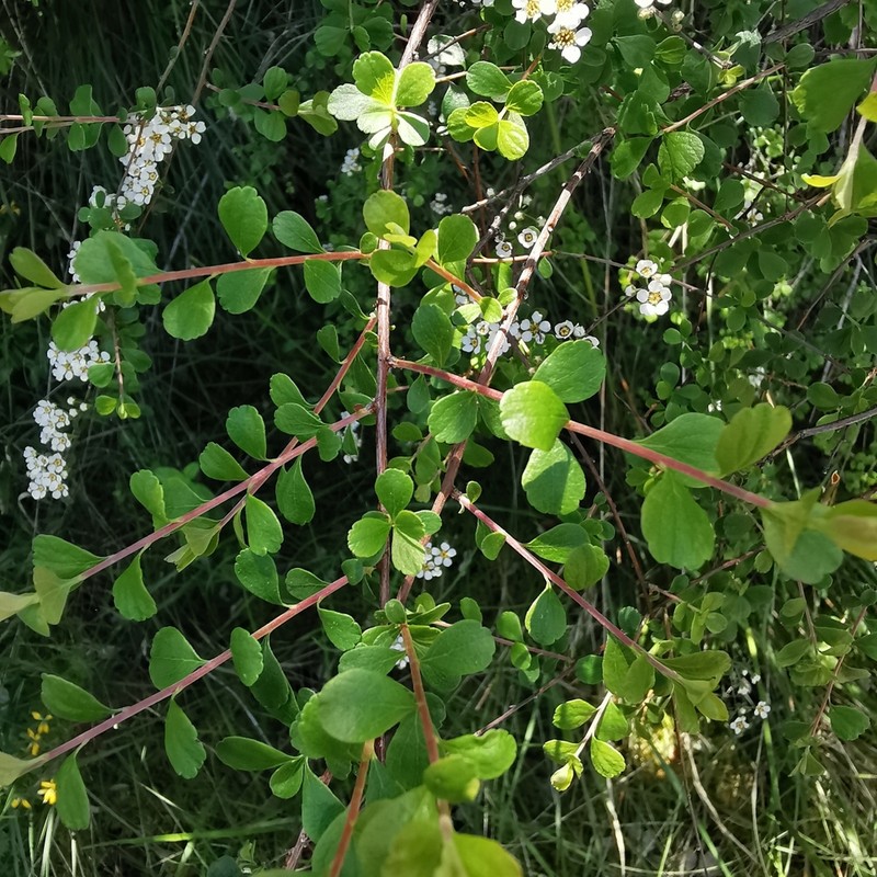 Iberian Spirea photo 2