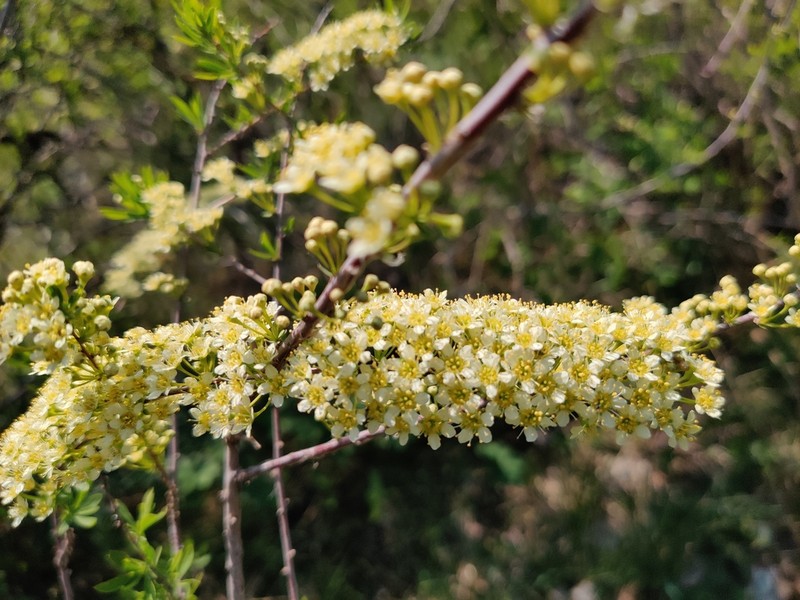 Iberian Spirea photo 3