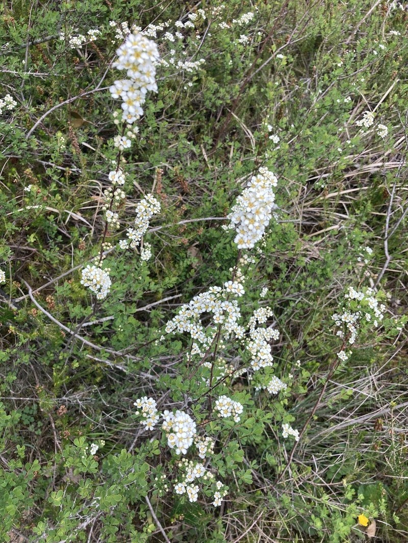 Iberian Spirea photo 4
