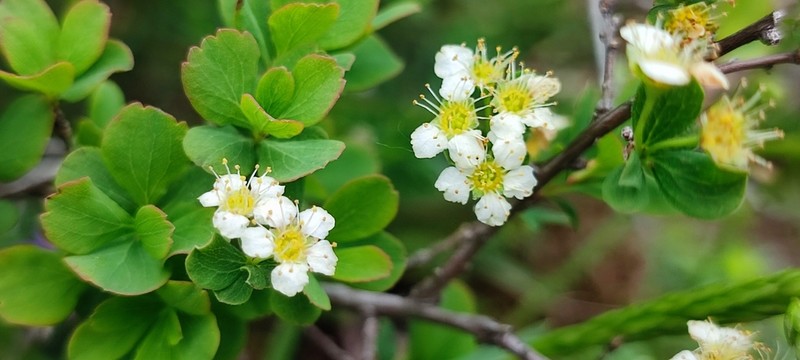 Iberian Spirea photo 6