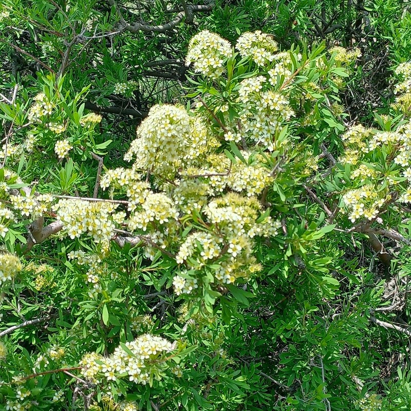 Iberian Spirea photo 8
