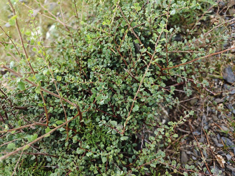 Spiraea hypericifolia subsp. hypericifolia