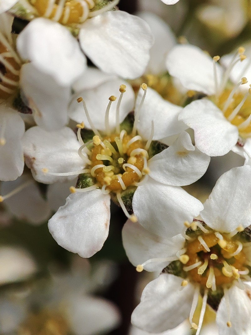 Spiraea hypericifolia subsp. obovata