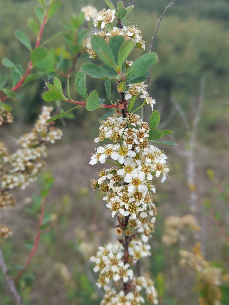 Spiraea hypericifolia subsp. obovata photo 2