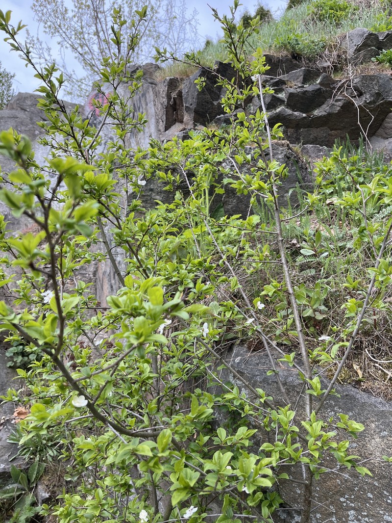 Spiraea hypericifolia subsp. obovata photo 3