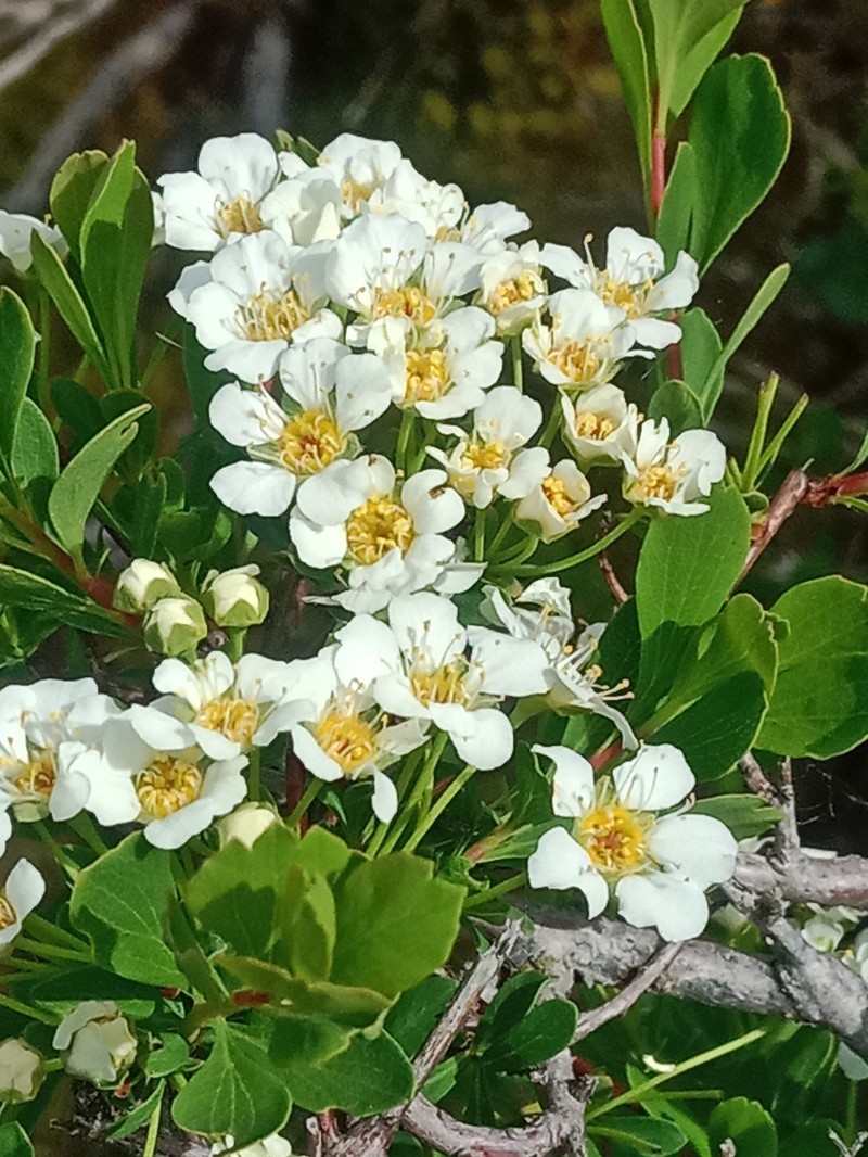 Spiraea hypericifolia subsp. obovata photo 4