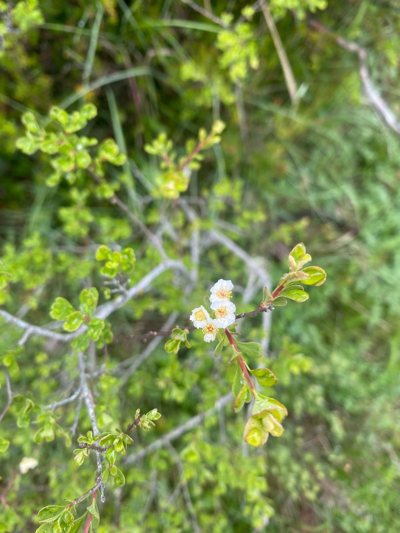 Spiraea hypericifolia subsp. obovata photo 5