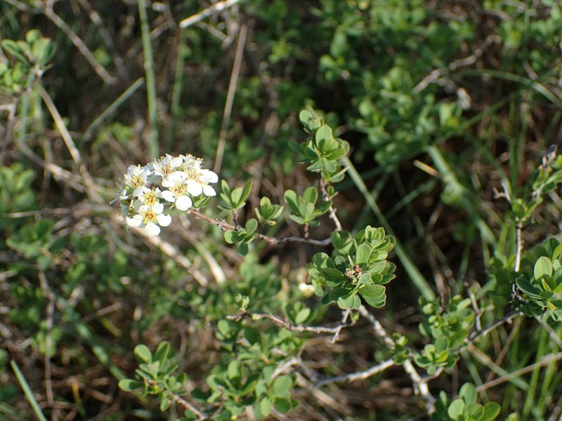 Spiraea hypericifolia subsp. obovata photo 6