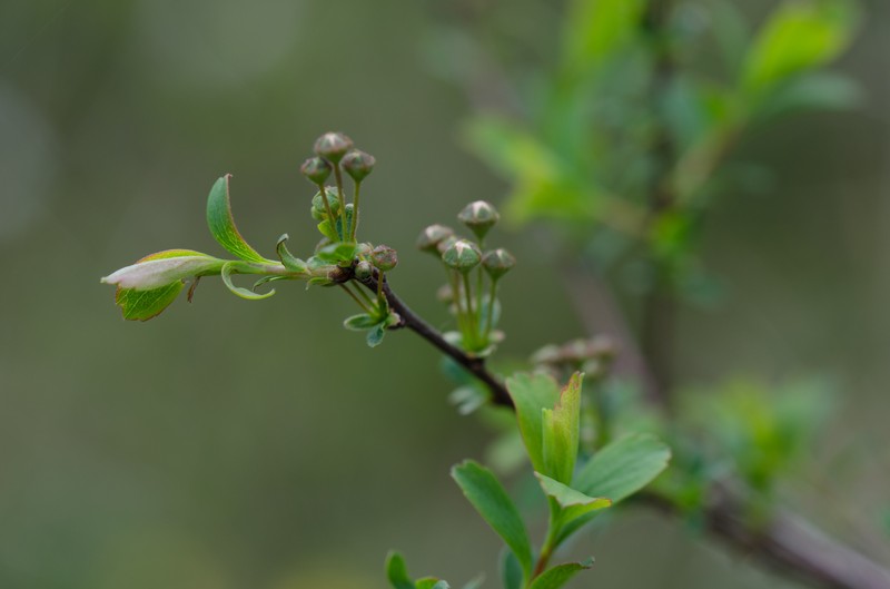 Spiraea hypericifolia subsp. obovata photo 7