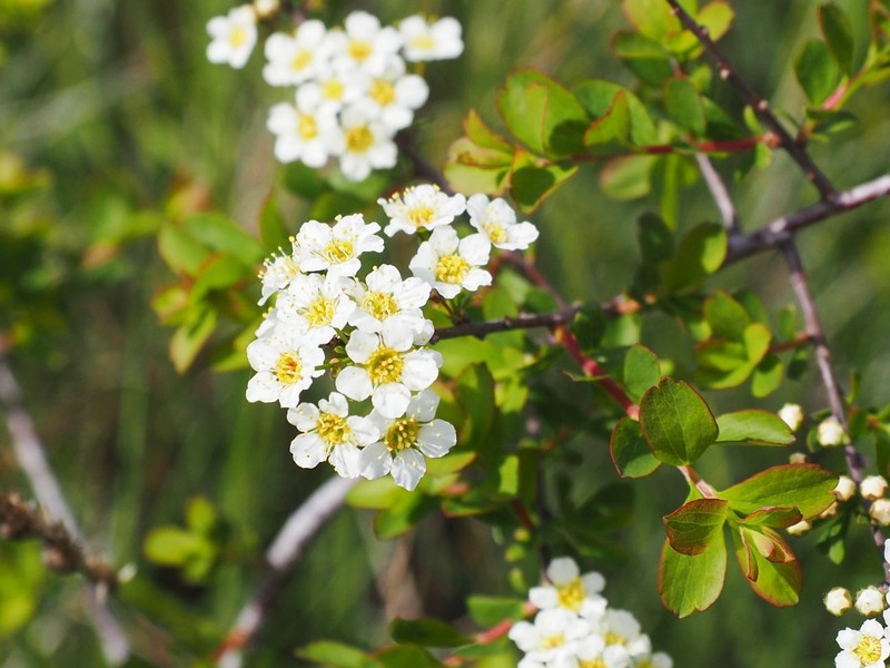 Spiraea hypericifolia subsp. obovata photo 8