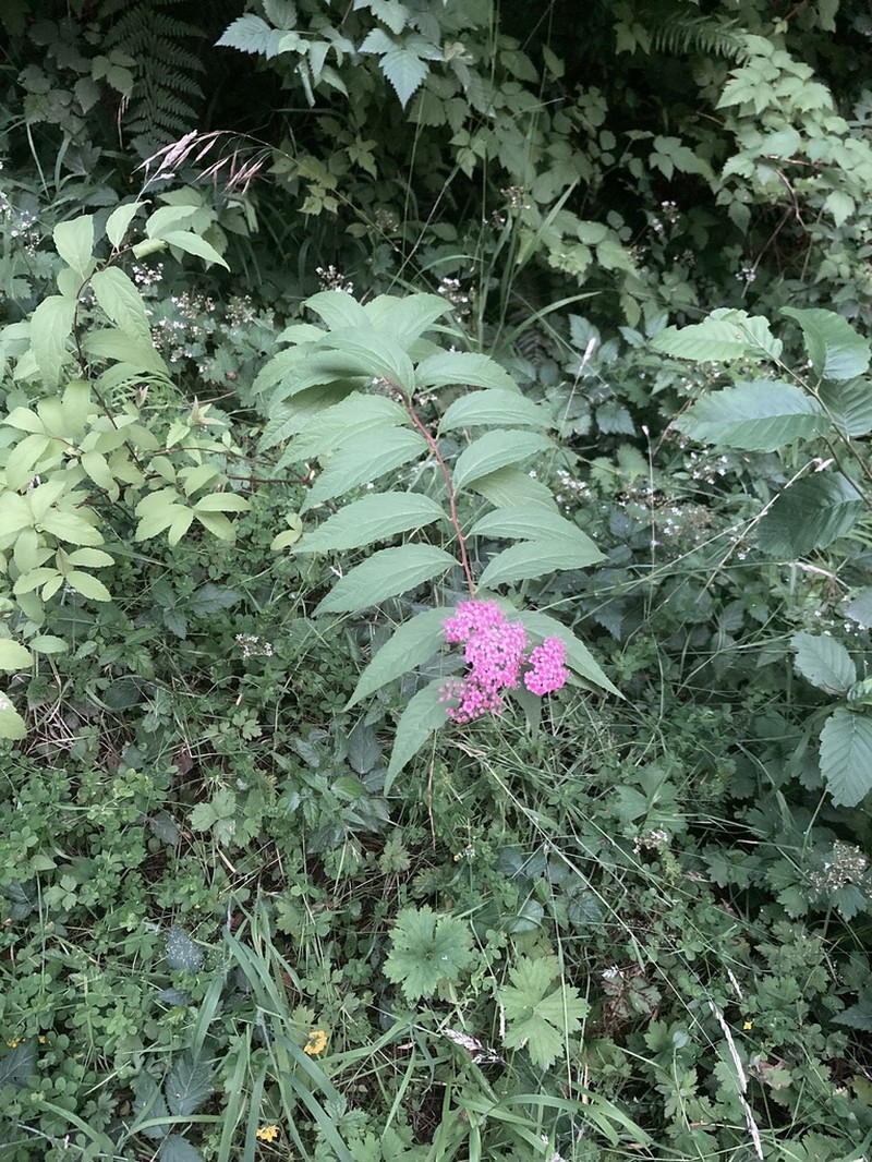 Japanese Meadowsweet photo 4