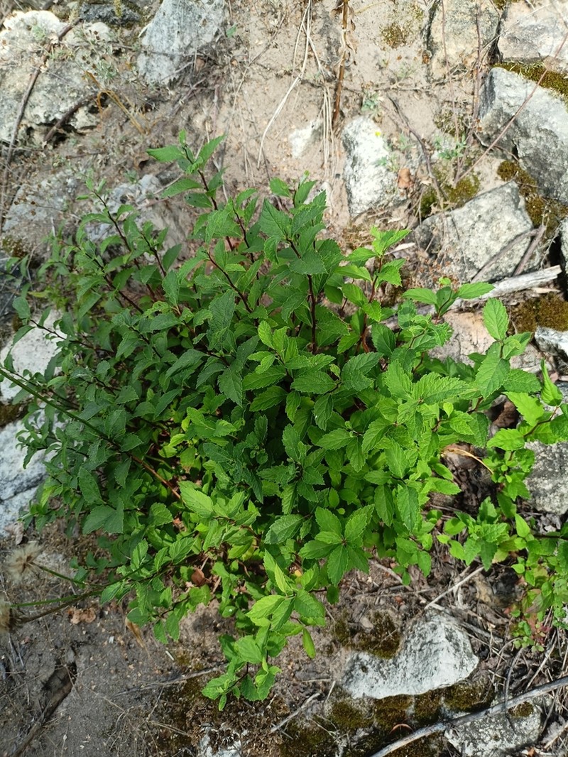 Japanese Meadowsweet photo 5