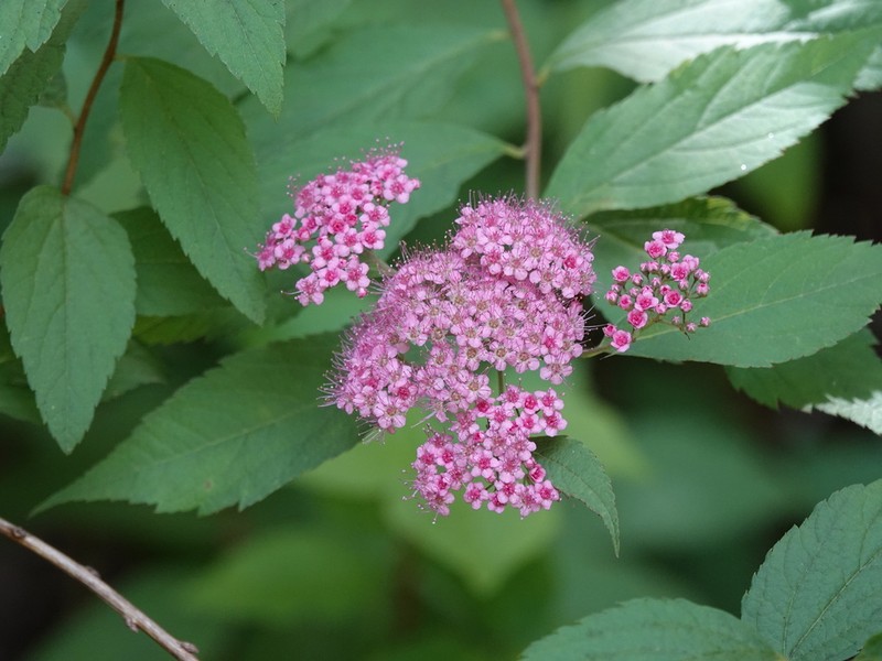 Japanese Meadowsweet photo 6