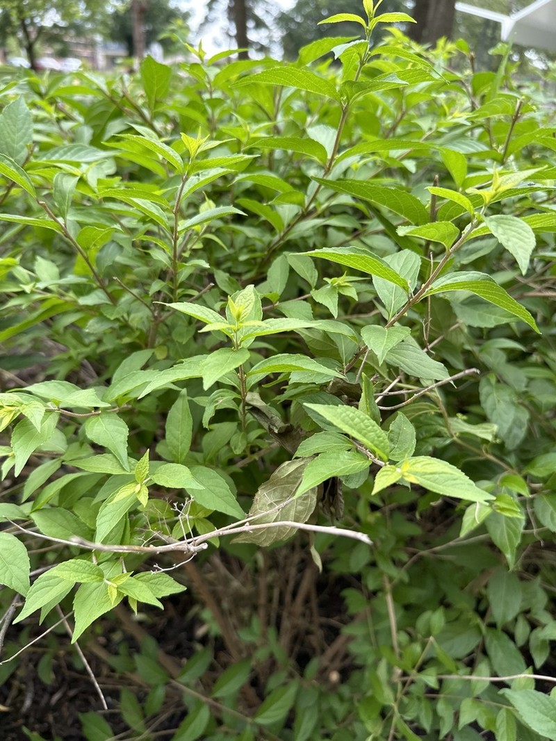 Japanese Meadowsweet photo 7