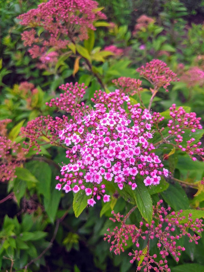 Japanese Meadowsweet
