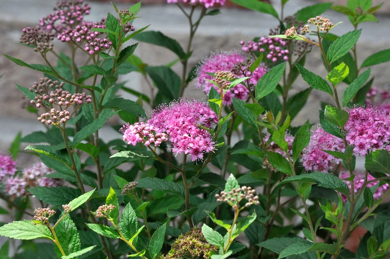 Japanese Meadowsweet photo 2