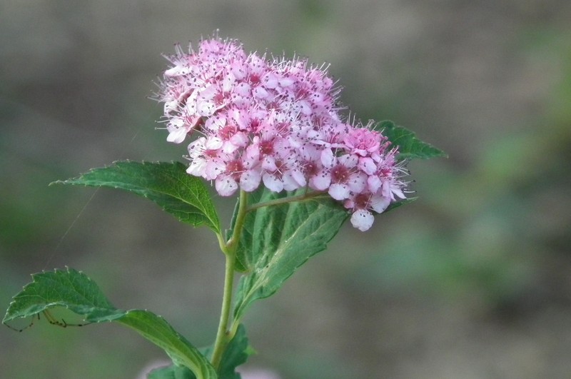 Japanese Meadowsweet photo 3