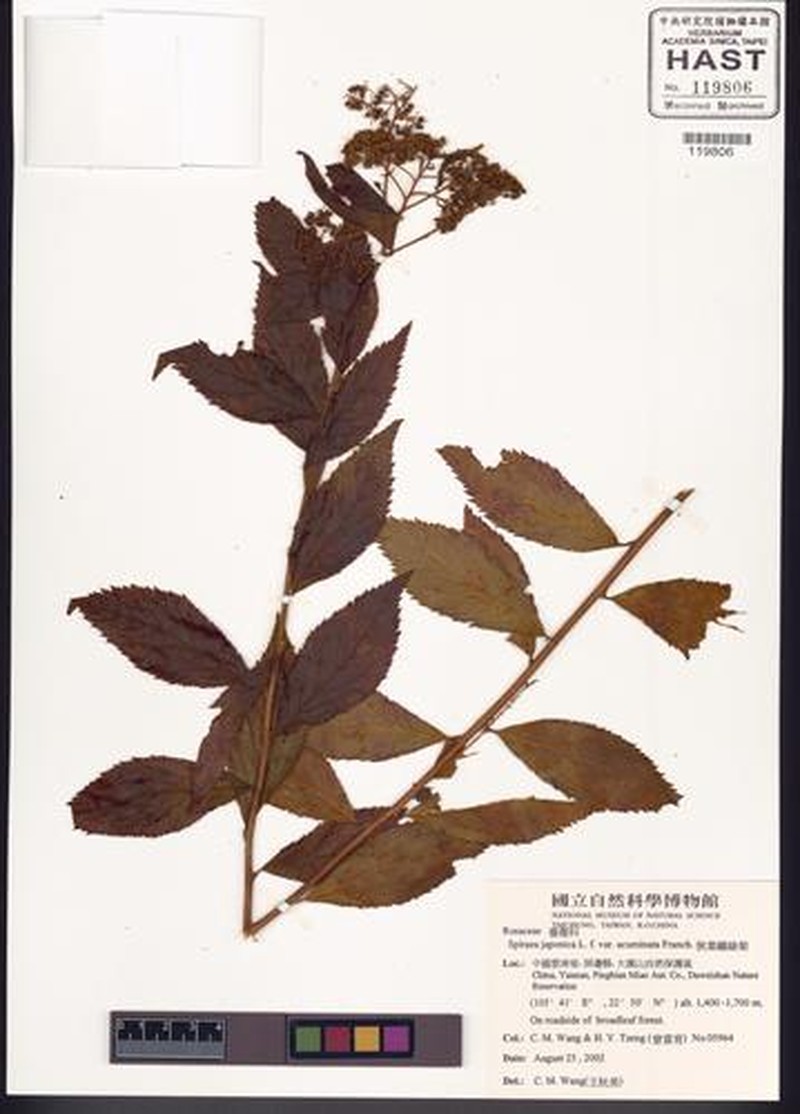 Spiraea japonica var. acuminata