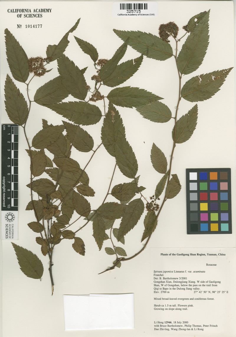 Spiraea japonica var. acuminata photo 2