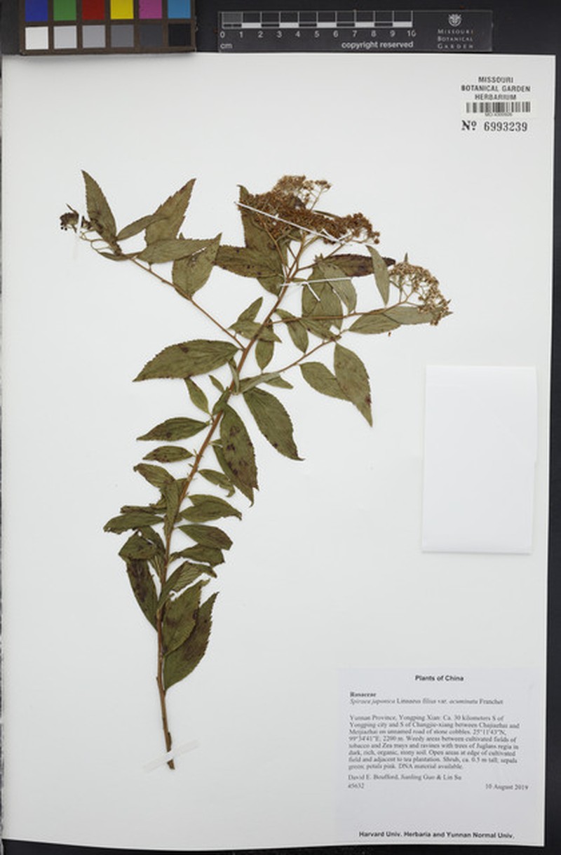 Spiraea japonica var. acuminata photo 3