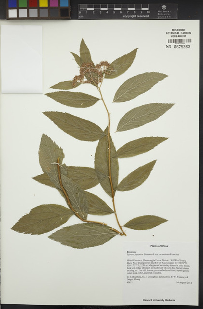 Spiraea japonica var. acuminata photo 4