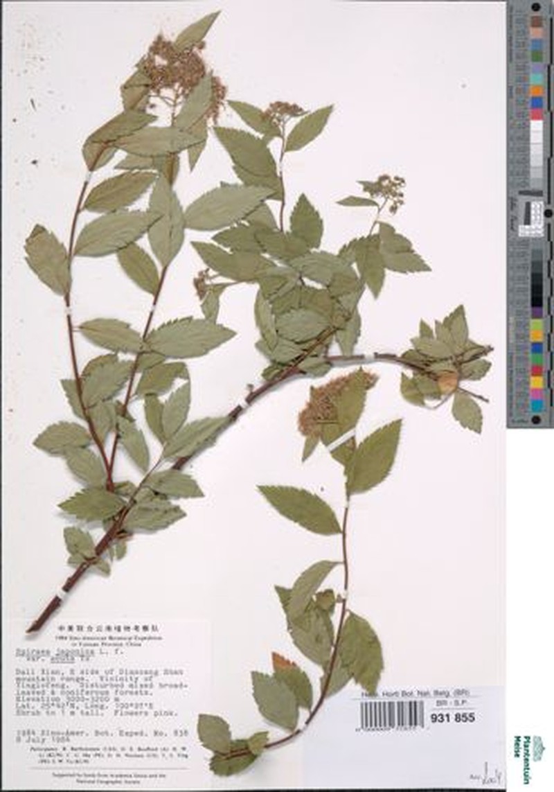 Spiraea japonica var. acuta