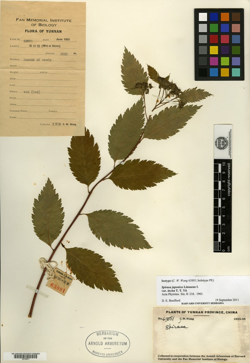 Spiraea japonica var. acuta photo 2