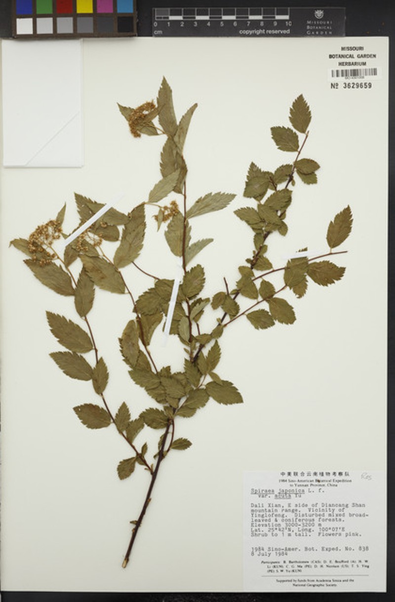 Spiraea japonica var. acuta photo 3