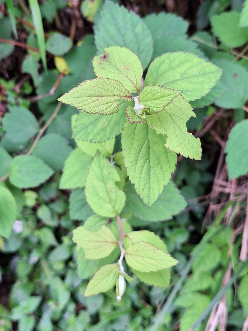 Spiraea japonica var. formosana