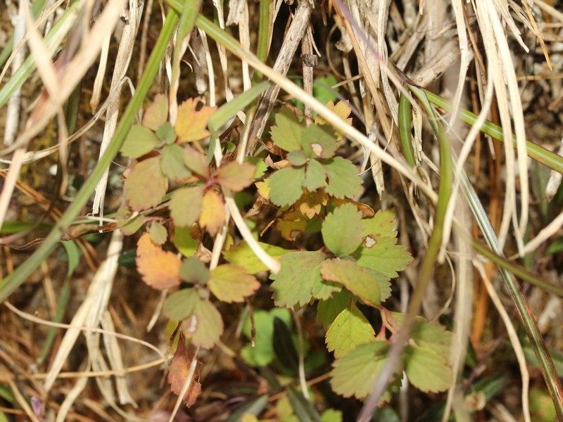 Spiraea japonica var. formosana photo 2