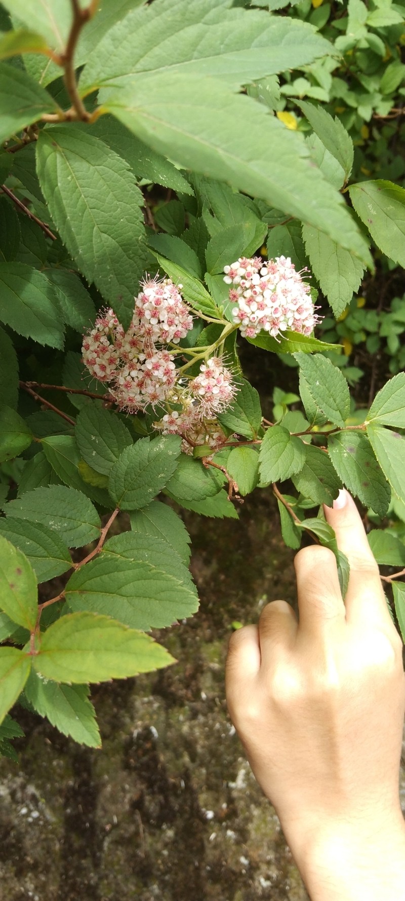 Spiraea japonica var. formosana photo 3