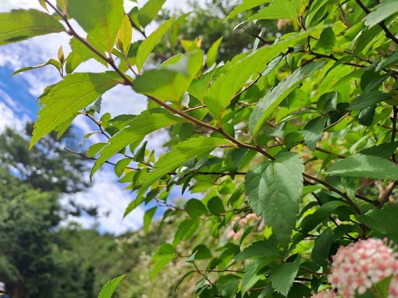 Spiraea japonica var. formosana photo 4