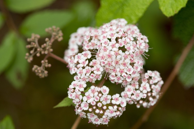 Spiraea japonica var. formosana photo 5