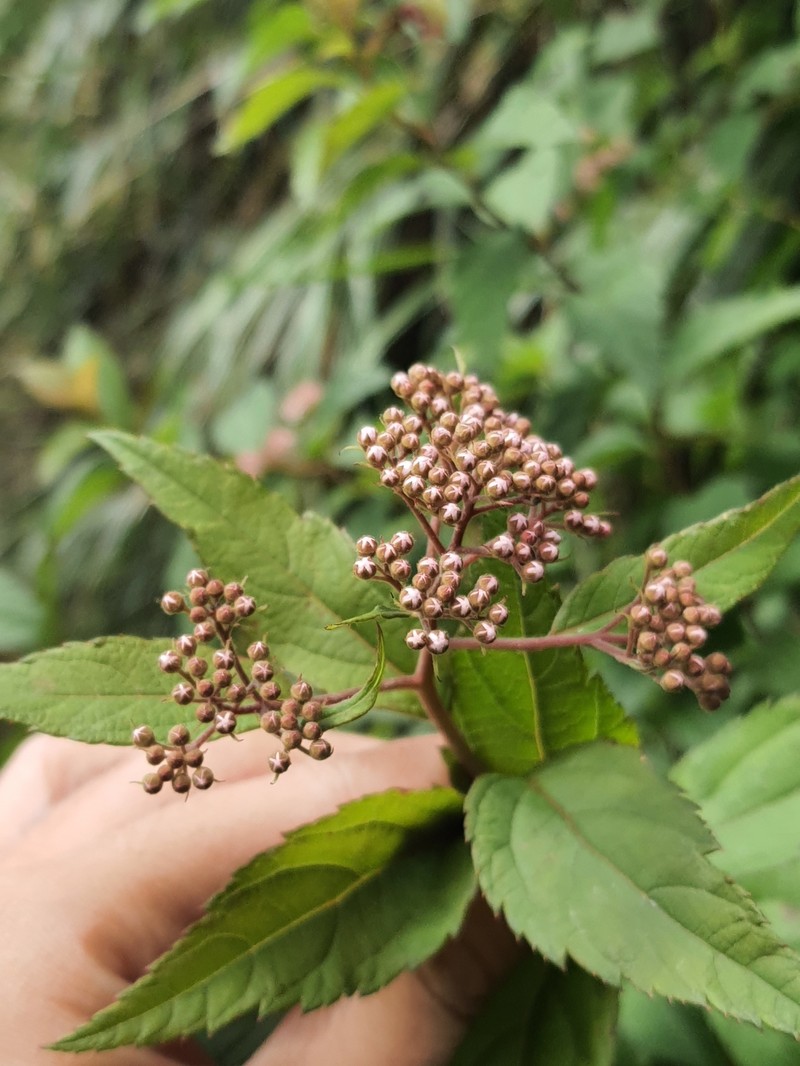 Spiraea japonica var. formosana photo 6
