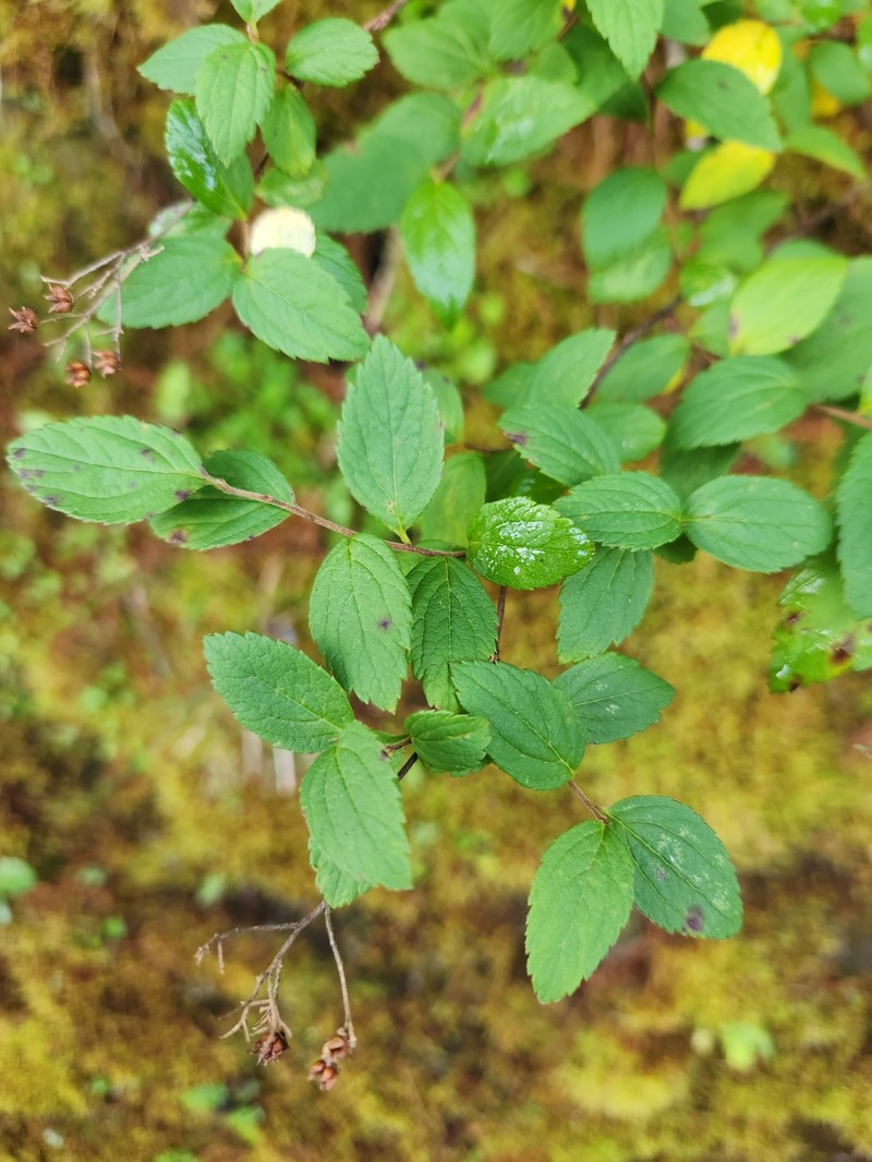 Spiraea japonica var. formosana photo 7