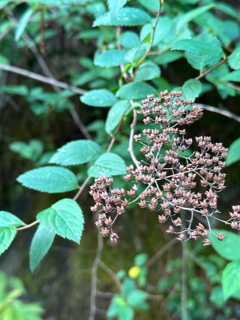 Spiraea japonica var. formosana photo 8