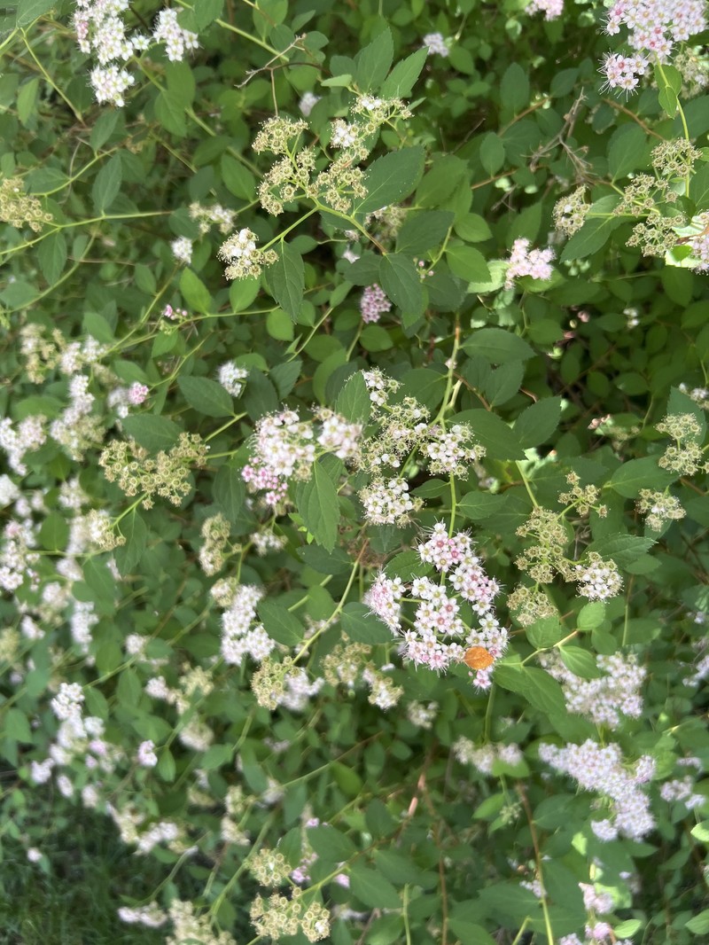 Spiraea japonica var. fortunei