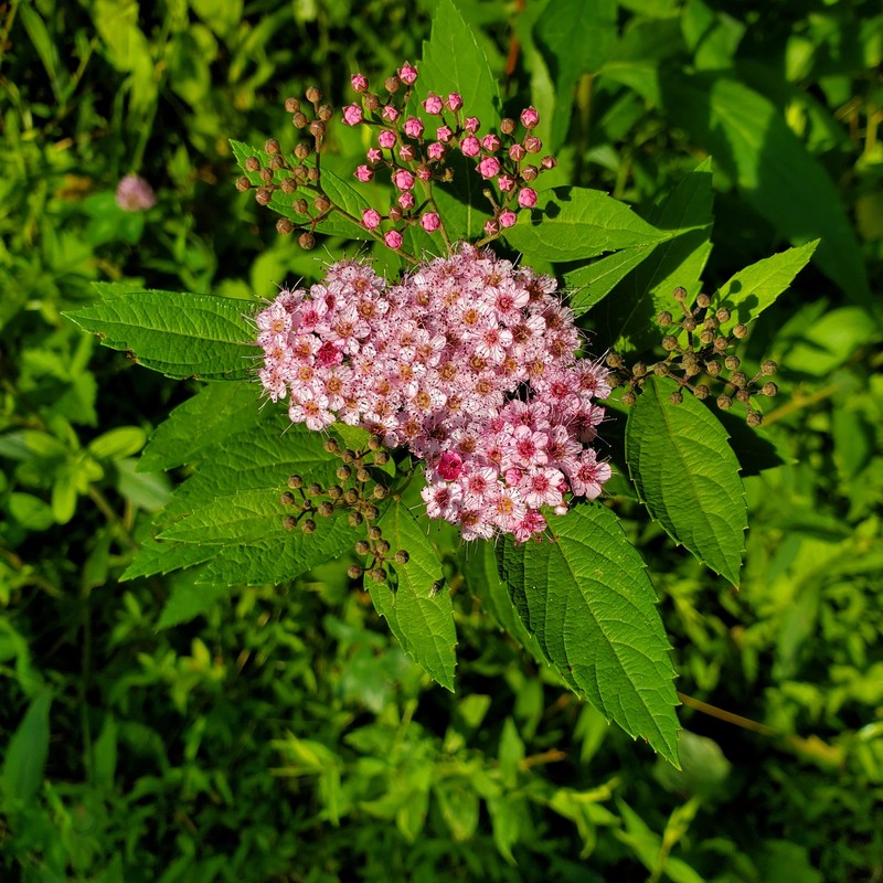 Spiraea japonica var. fortunei photo 2