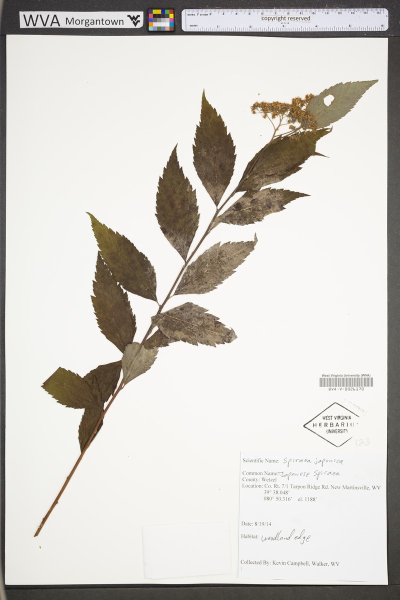 Spiraea japonica var. fortunei photo 3