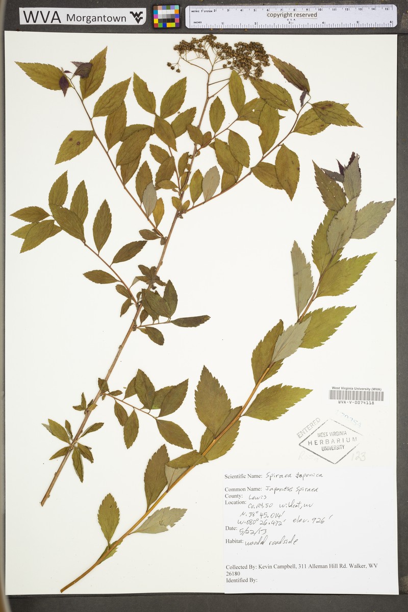Spiraea japonica var. fortunei photo 4