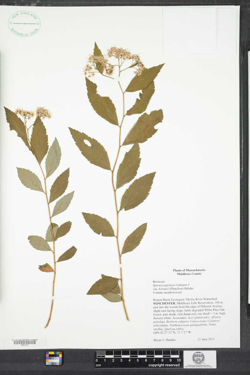 Spiraea japonica var. fortunei photo 5